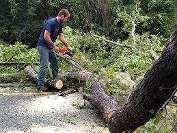 Best Hazardous Tree Removal  in Highland Lakes, AL